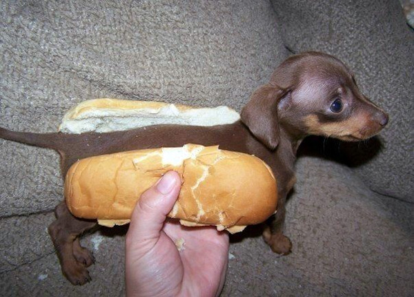 Perrito Salchicha