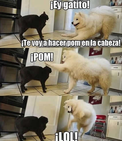 Perro Jugueton