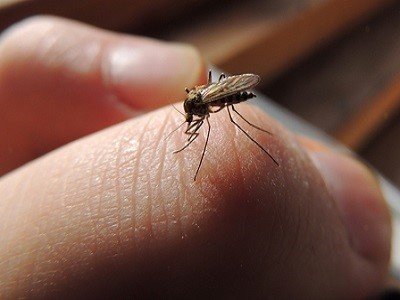 ¿A cuáles personas prefieren picar los mosquitos?