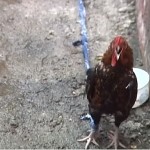 Un gallo que canta Cristo Viene
