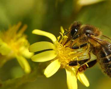 LAS ABEJAS SON UNA BENDICIÓN PARA LA HUMANIDAD