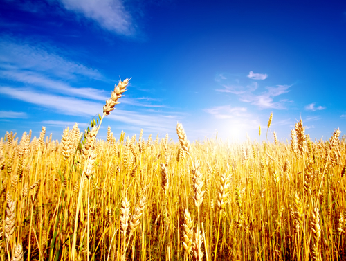 Golden wheat field with blue sky in background