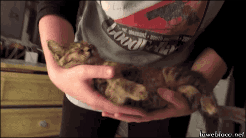GIF 2 LA MASCOTA