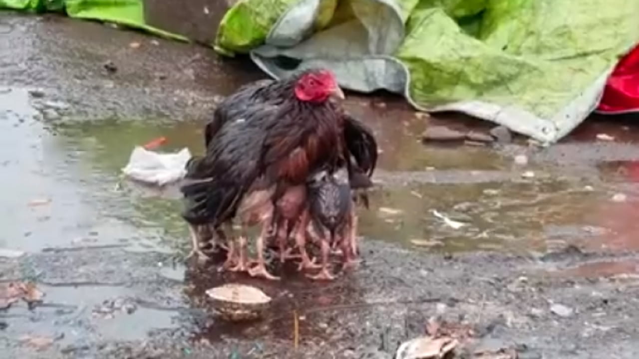 El VIDEO de una gallina protegiendo a sus polluelos bajo una lluvia torrencial