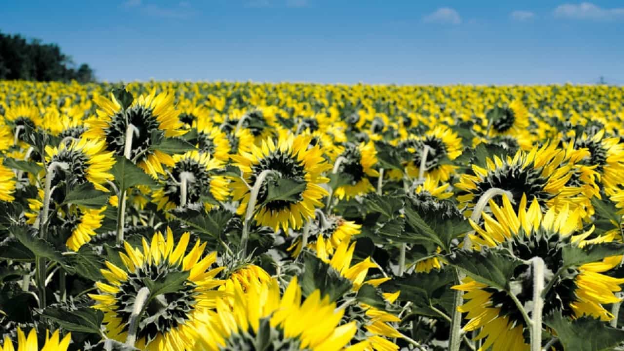 Mujer prueba con los girasoles de su jardín que lo dicho en el Salmo 69: 34 es cierto.